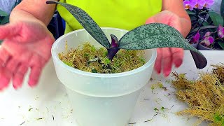 видео: Простая пересадка орхидеи в Живой мох Сфагнум, который дарит новую Жизнь орхидеям! картинка: Простая пересадка орхидеи в Живой мох Сфагнум, который дарит новую Жизнь орхидеям!