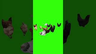 chicken dance green screen no copyright|green screen chicken|guy eating chicken green screen