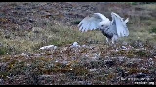Last week’s clips from Arctic Snowy Owl - Nesting Cam powered by EXPLORE.org