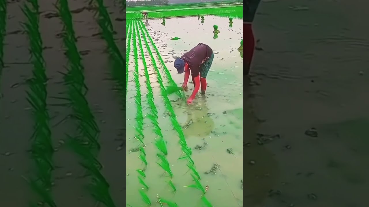 Amazing Paddy Planting Method Shorts Farming Satisfying