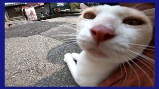 路地裏を歩いていたら突然現れた猫が強烈に甘えてきた