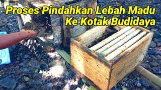 cara pindahkan lebah madu ke kotak budidaya modern.#lebah #bee #apiscerana #honey