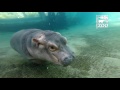 Fiona Exploring Outdoor Habitat When Cincinnati Zoo is Closed