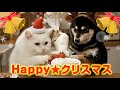 猫たちのハッピークリスマス