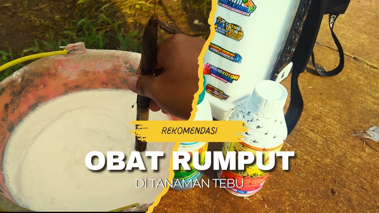 OBAT HERBISIDA UNTUK TANAMAN TEBU//takaran obat herbisida yang benar