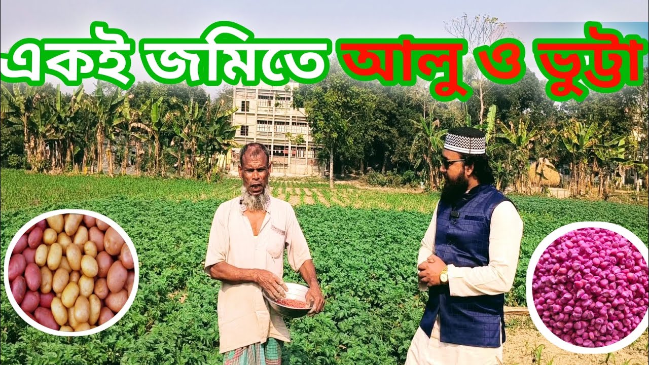 একই জমিতে আলু ও ভুট্টা চাষ | একসাথে দুই ফসল! 