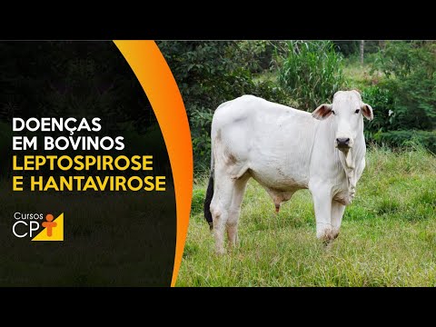 Conheça a Leptospirose e a Hantavirose, duas zoonoses cujos vetores são os roedores 