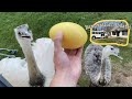 How to Incubate Rhea Eggs (Without Dying!) || Renovation Update