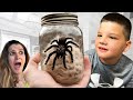 Tarantula in the house bug catching with caleb playing with spiders snakes and giant tarantulas