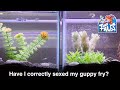 How to Sex Guppy Fry: 🐠 Males vs. Females 🐟 - EP #13: TANK TALES