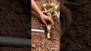 New way to grow lotus roots #smartfarming #gardeningtips