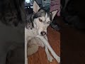 Aries the Husky: I has itchy butt! #ariesthehusky #ytshorts #huskies #dogvideos (5/20/26)