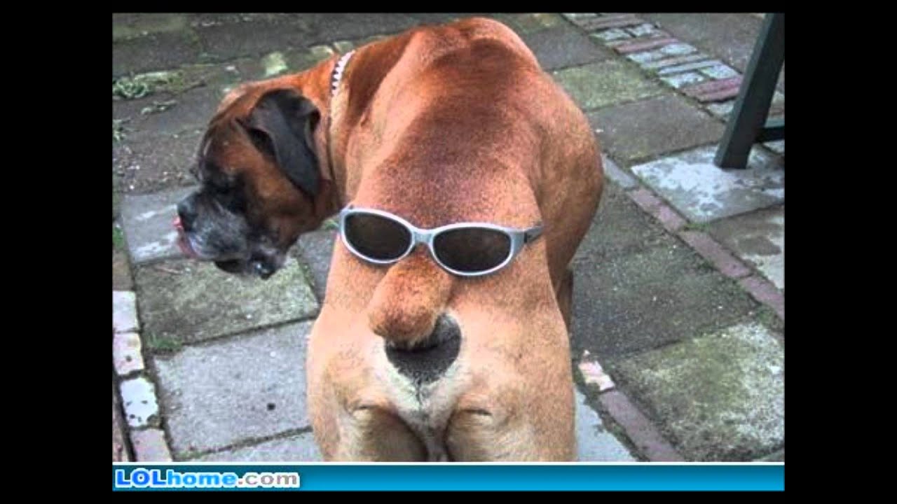 Funny Wigger Pics