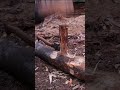 How to make a door from a log using only an axe  #shelterbuilding #bushcraft