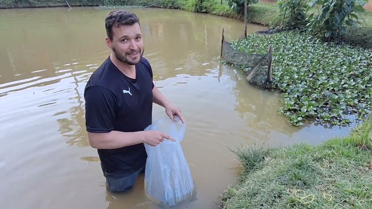 Soltei Discos Selvagens em um lago de Peixes ornamentais. Wild discus into an ornamental lake