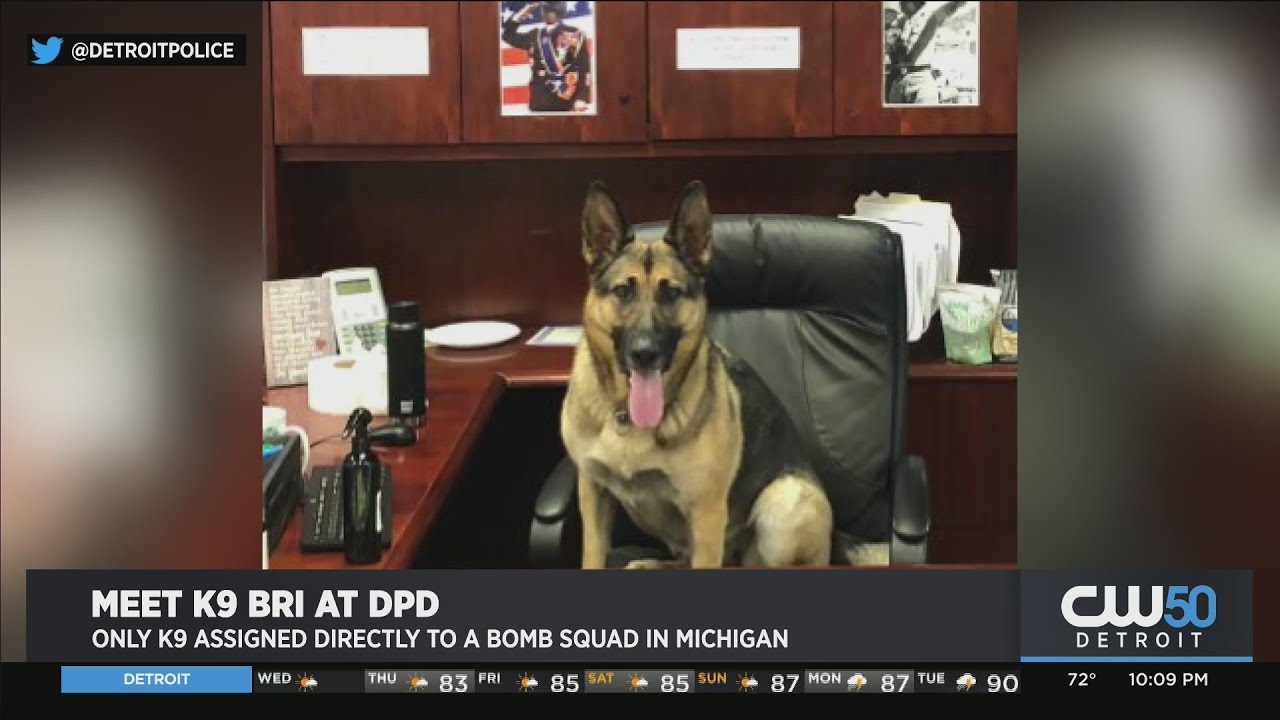 DPD Animal Month Features Michigan’s Only Dedicated Bomb Squad K-9