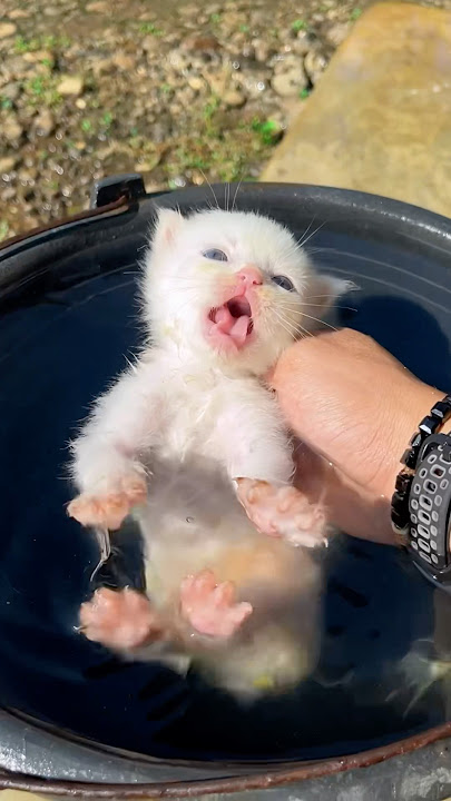 Anak kucing gak boleh di mandiin?? #cat #kitten #anakkucing #kucinglucu
