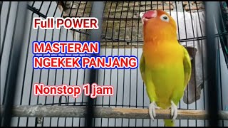 Masteran Lovebird PALING di CARI. pancingan full ngekek panjang