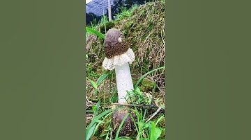 Amazing Mushroom | Mushroom Growth Time Lapse