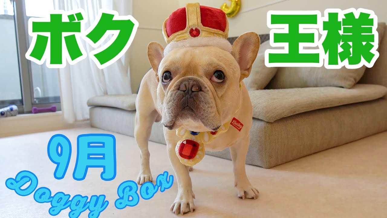 ボクは王様！ドギーボックス9月号はロイヤルファミリー！フレンチ