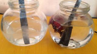 Asitte Eriyen Ganzları Görünür Hale Getirmek