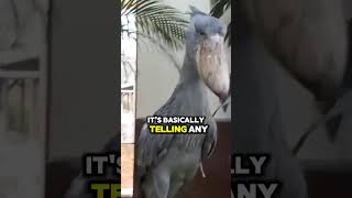 Famous The Shoebill Stork: Nature’s Noisy Neighbor! #facts #didyouknow #shorts Wealth