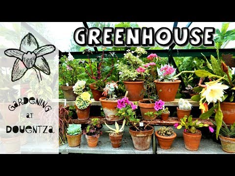 Greenhouse In June - with update on rootless cactus & baby bananas