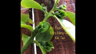 Jiro Fuyu Persimmon Flowers Bong Hong Gion Pnw Gardening