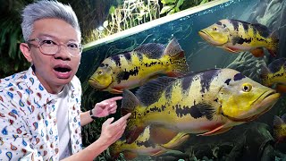 IKAN PREDATOR PBASS TERBESAR DI BALI??!!