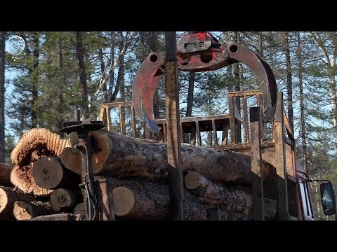 Работники лесного хозяйства начали санитарные рубки