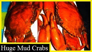 Big Delicious Crabs: Mud Crabs: &am...