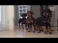 11 Doberman Dog Siblings Get Schooled By Their Dad (Part 1) | Kritter Klub
