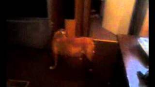 Harley The Pit Bull Gets A Lazer Attached To Her