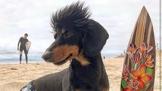 Dachshund Compilation - Funny And Cute Videos