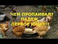 первое яйцо!голошейки рыжие,черные,доминанты голубые и сусекс