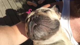 Cutest french bulldog Working that tan! by einarthefrenchie 1,279 views 7 years ago 1 minute