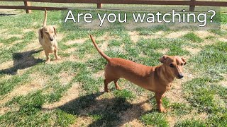 Mini Dachshunds Demand to Be Watched