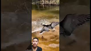 duck jalanyangjauhjanganlupapulang birds satuklikuntukwujudkanimpianmu