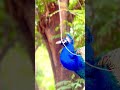 Paonzone Paonsociety Peacockposes Wildlife InspiredBird Paon Sounds Relaxing Paonzone Paonsociety Peacockposes Wildlife InspiredBird Paon Sounds Relaxing