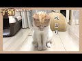 【憤怒】子猫のシンク荒らしが頭に来たので対策します