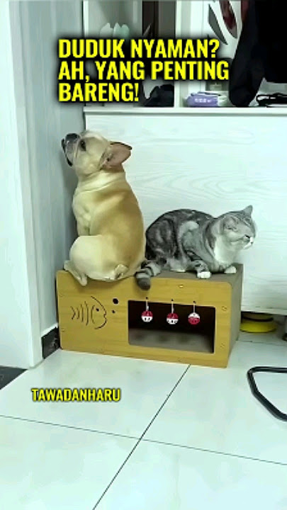 Demi Duduk Bareng Kucing