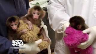 Blank Park Zoo Welcomes Three Macaque Babies