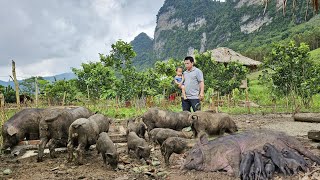 Harvesting green vegetable garden goes to the market sell-Taking care of sows giving birth child.