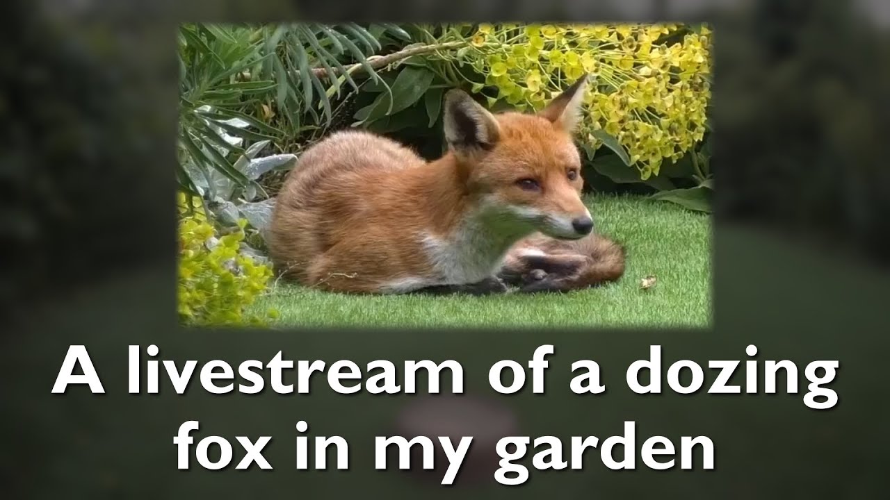 A livestream of a dozing fox in my garden - YouTube