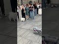 What happens when a dog encounters a robot dog?🤔 dog's reaction #robotdog #shorts #viral