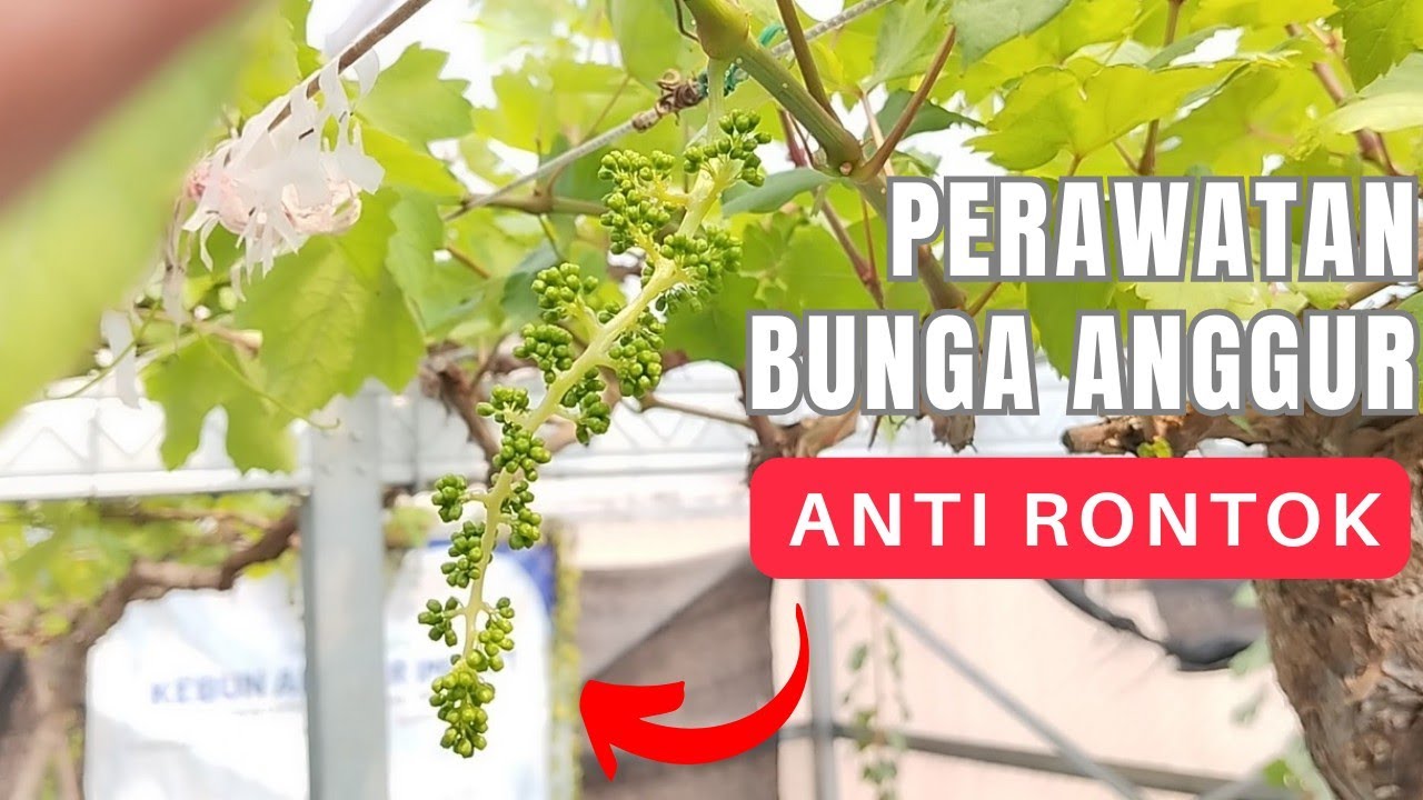 Cara Merawat Bunga Anggur Agar Tidak Rontok