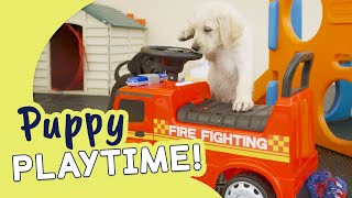 Meet a Litter of Labradoodle Puppies! | Guide Dogs Puppy Playtime