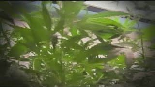 How marijuana will be taxed if Question 4 passes
