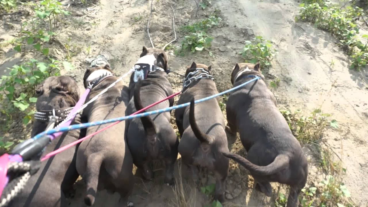 Funny American Bully dogs 