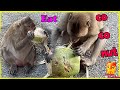 The monkeys use their hands to take coconuts to drink